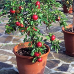 Pomogranate Fruit Plant