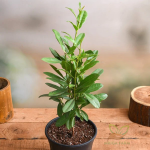 All spice plant