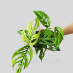 Monstera Broken Heart Plant Sapling Indoor Plants