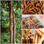 Cinnamon plants Spices Plants