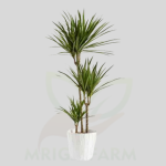 Dracaena Marginata Indoor Plants