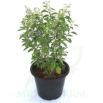 Krishna Tulsi Medicinal Plants