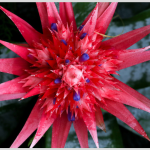 Bromeliad House plant Indoor Plants