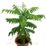 Karipatta Plant