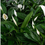 Peace Lily Plant Indoor Plants