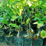Organic Hing Plant