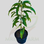 Wood apple Fruit Plant