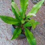 Clove plant