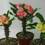 Euphorbia Sacullant