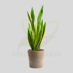 Mother in Law Tongue Indoor Plants