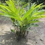 Small Cardamom